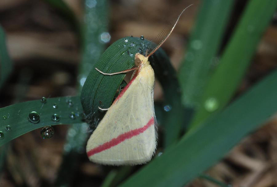 Rhodometra sacraria forma?